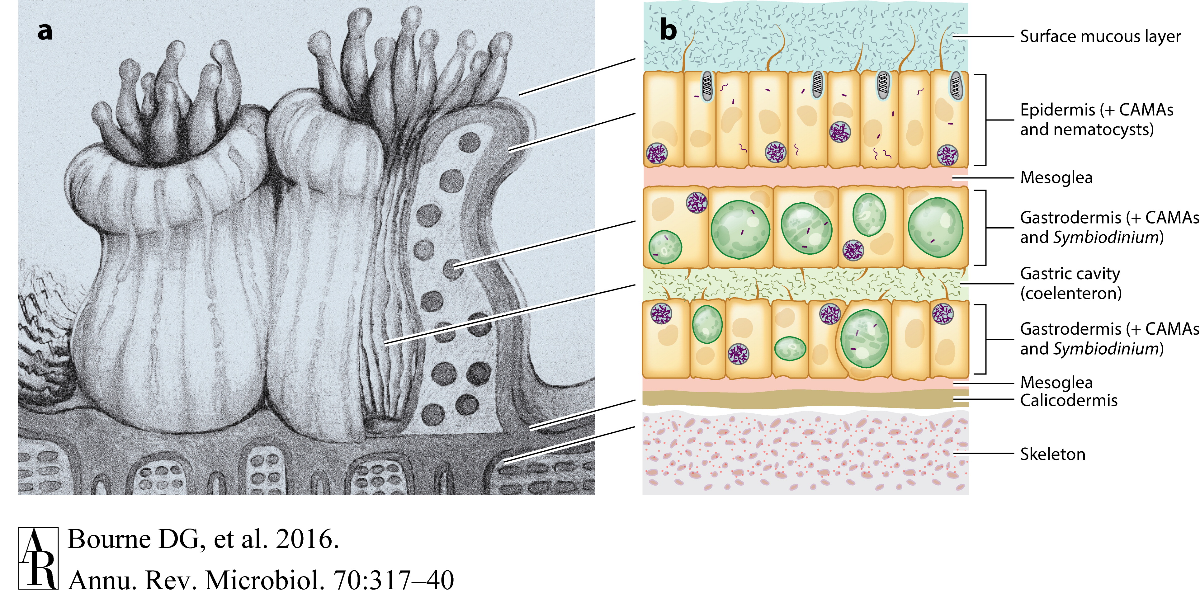 coral-tissue-layer-diagram