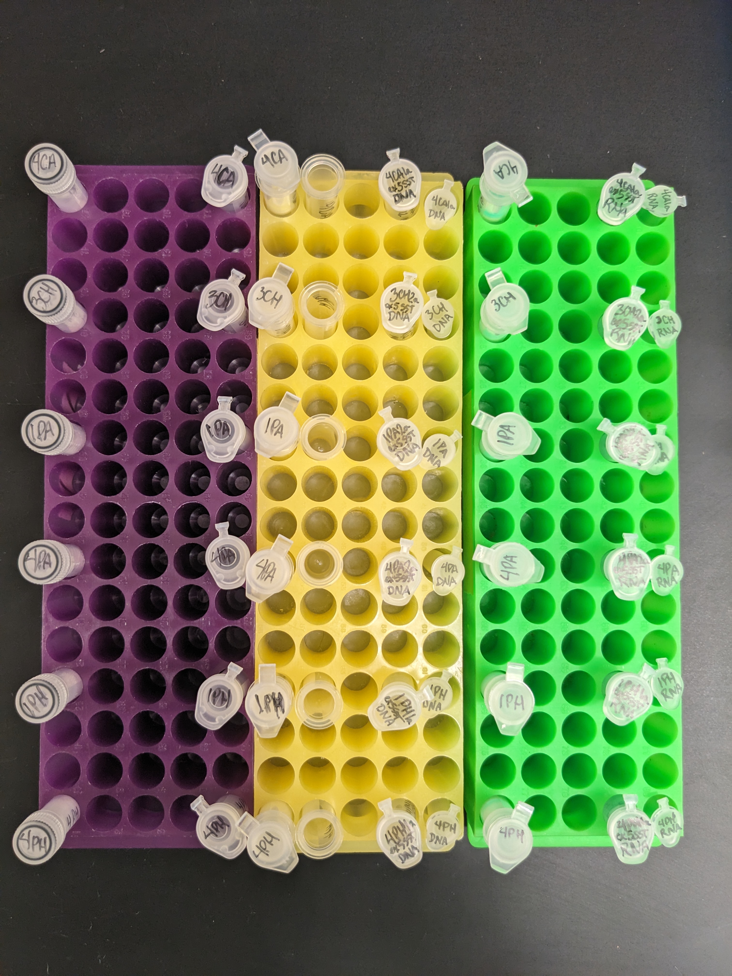 example of three microcentrifuge tube racks laid out with labelled tubes